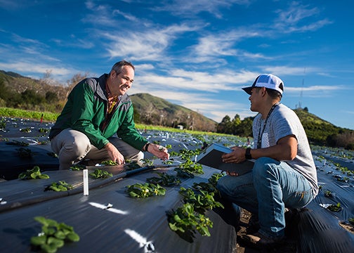 Two men seated in a strawberry field 