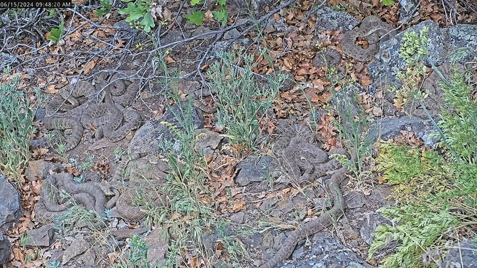 Rattlesnakes blend in with the rocks in an image taken from the rattlesnake web camera