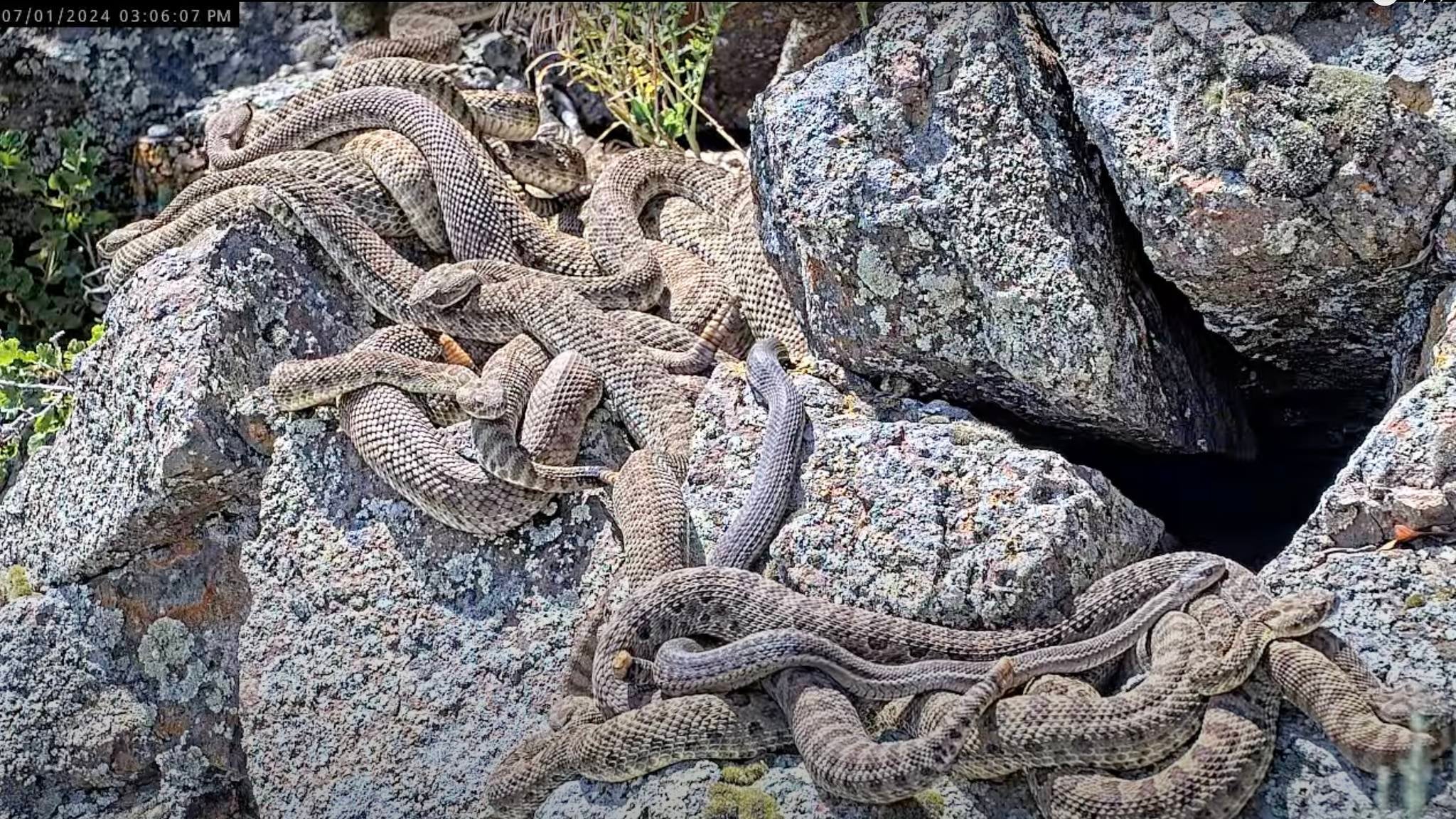 Rattlesnakes warm themselves on rocks in an image captured on the rattlesnake web camera