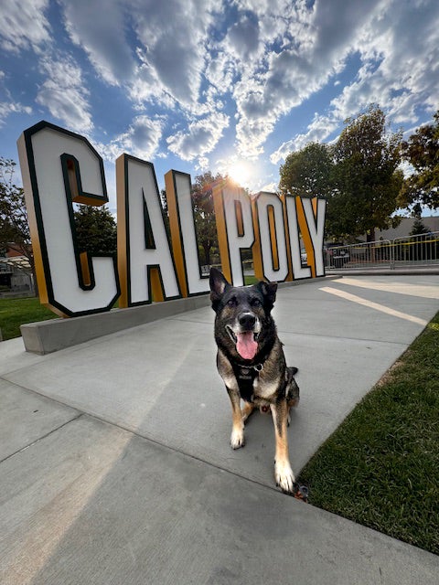 Zeus, Cal Poly Police Department canine, in front of the Cal Poly standup letter display