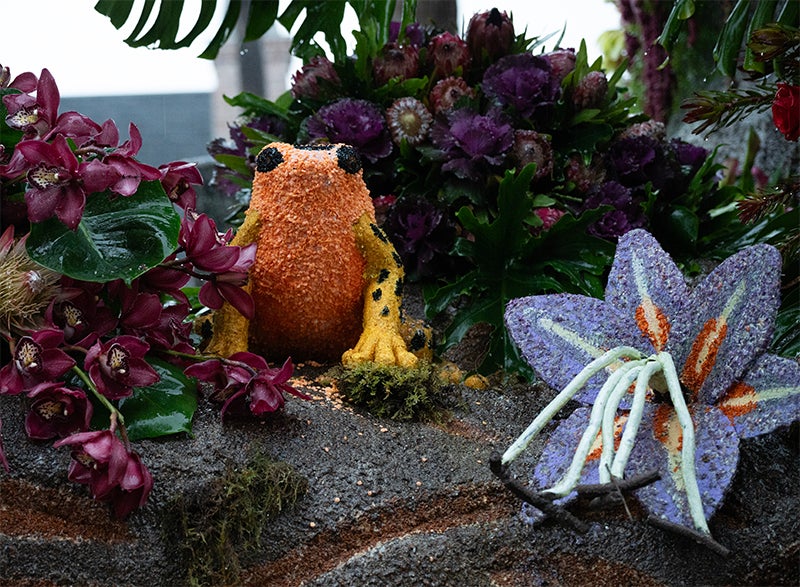 Detail of Jungle Jumpstars reveals dense tropical poants and a tree frog