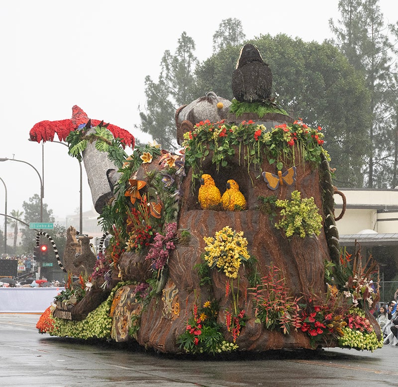 The rear of the float shows two birds decorated with oranges and lemons grown by the two universities