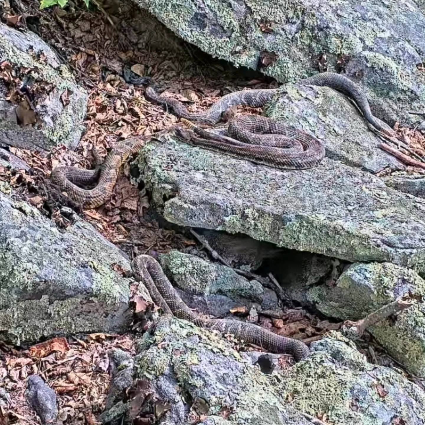 Timber rattlesnakes bask on a cluster of rocks