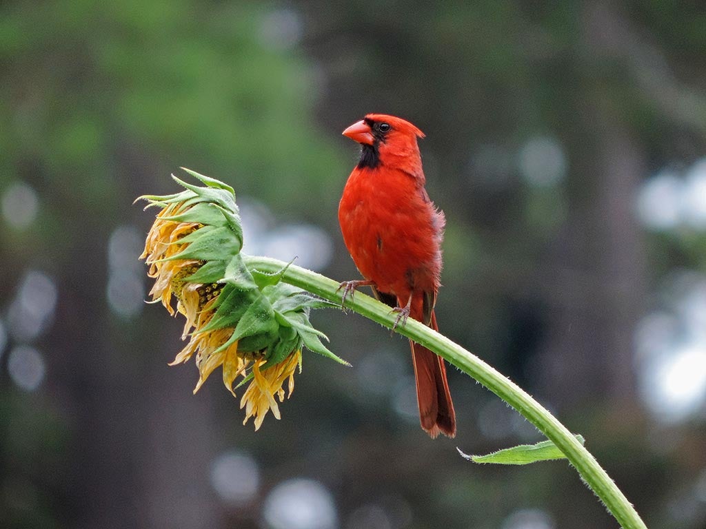 The local Northern Cardinal