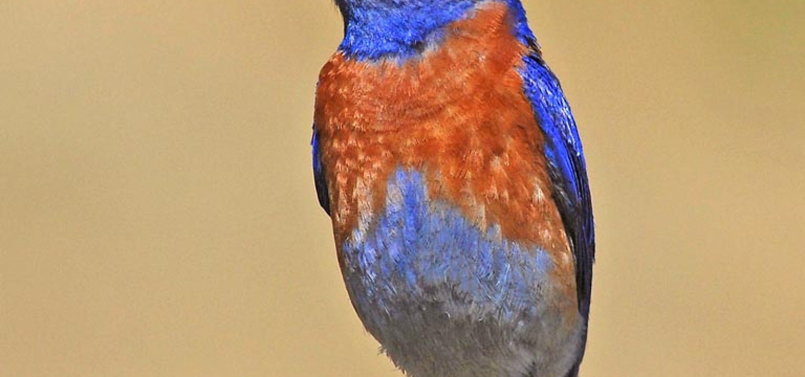 A Western bluebird photographed in the wild