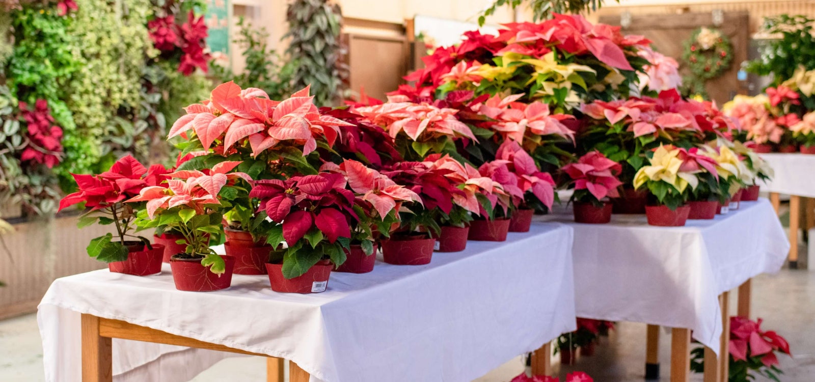 Poinsettia plants cover a table and floor at a past campus plant sale