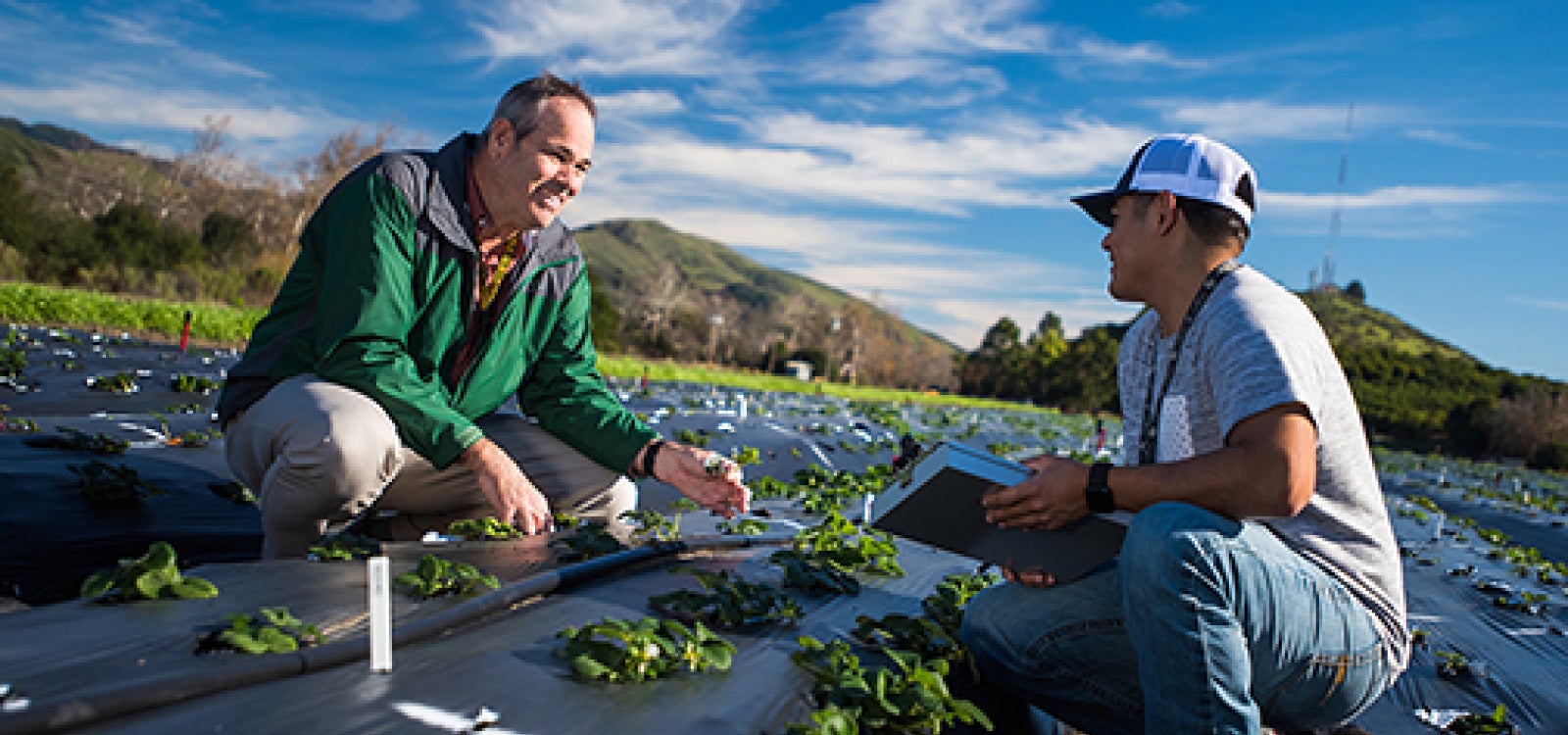 Two men seated in a strawberry field 