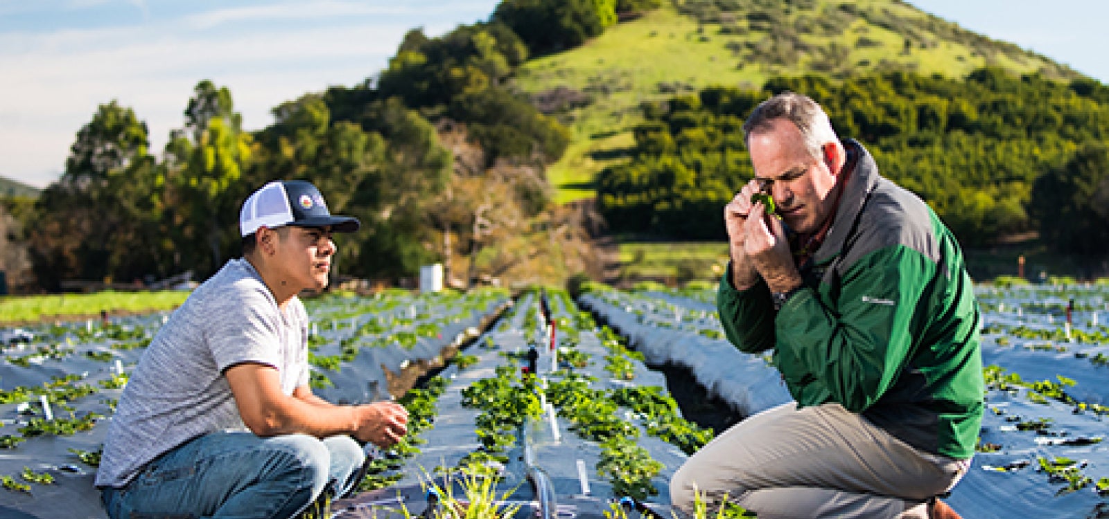 Two men out in a strawberry field with one examing a plant part using a magnifier
