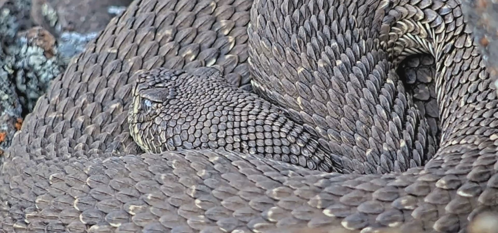 A coiled rattlesnake suns itself in this image from the rattlesnake camera