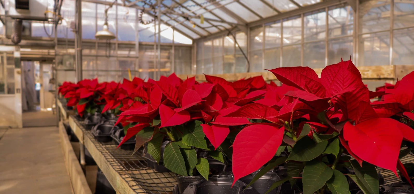 Students have cultivated a poinsettia crop in the Poly Plant Shop greenhouses