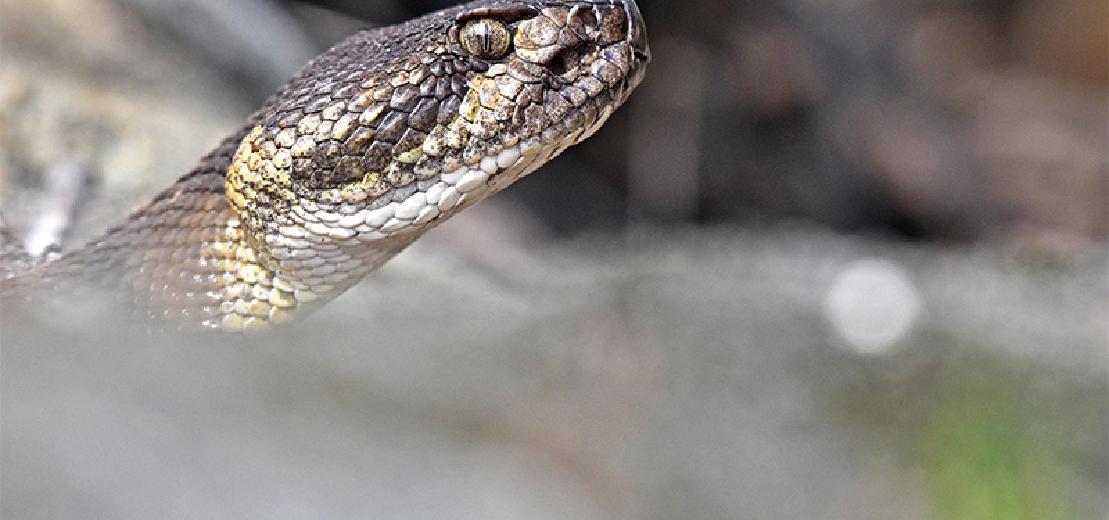 An inquisitive Western Rattlesnake in California’s Carrizo Plain