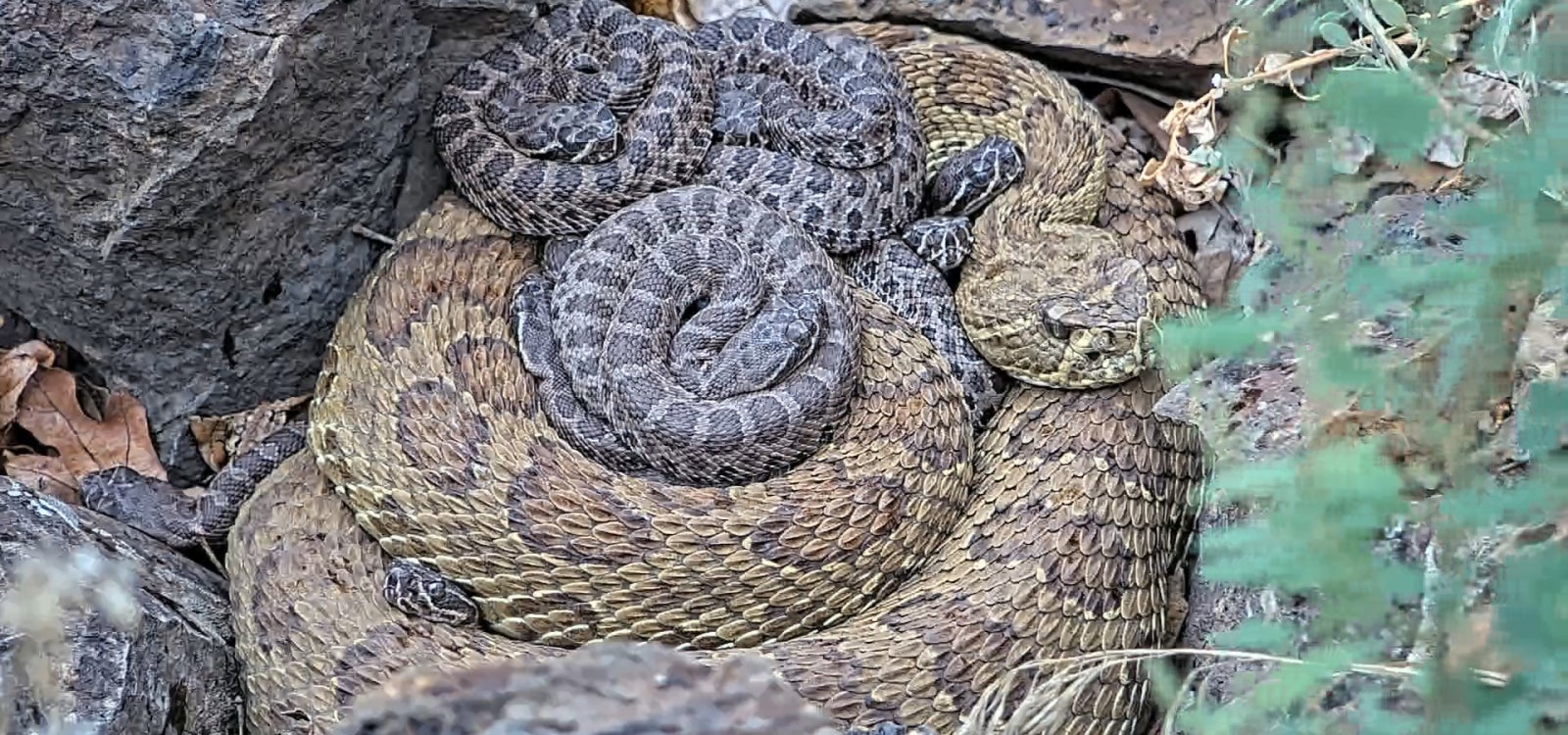 A female rattlesnake named Thea rests with newborn pups in a Colorado mega-den.