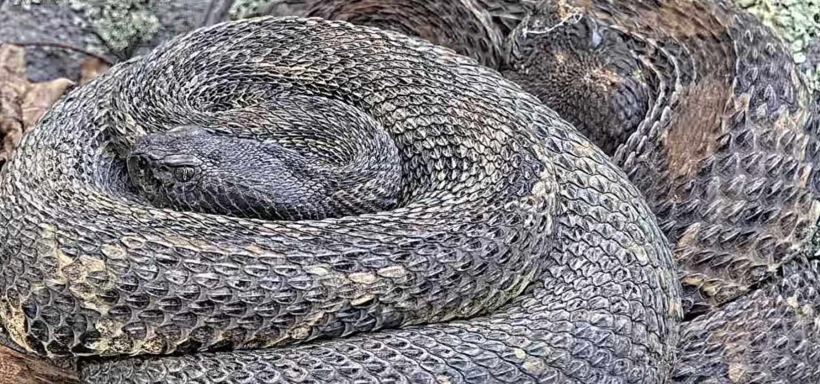 two timber rattlesnakes lie in coils next to each other