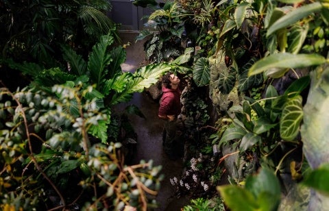 A view looking down on the tropical section of the conservatory