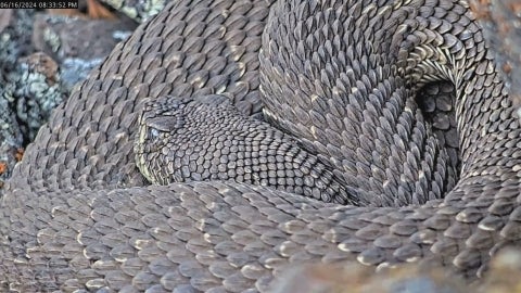 A closeup of a rattler captured in Colorado on the Project RattleCam camera.