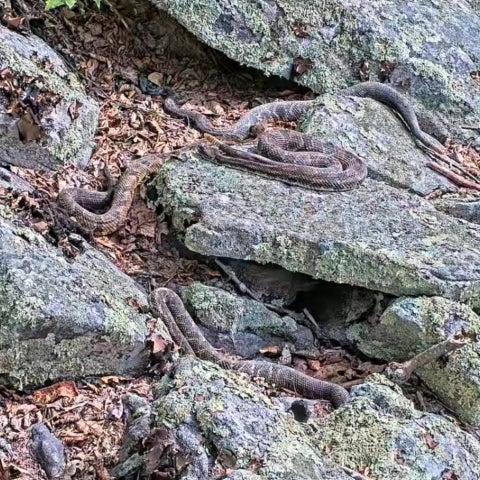 Timber rattlesnakes bask on a cluster of rocks