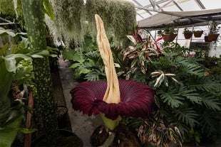 A corpse flower in bloom