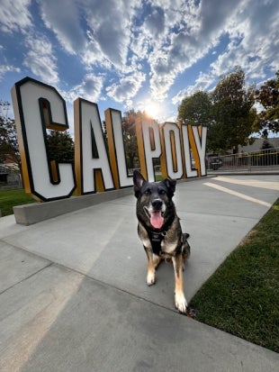 Zeus, Cal Poly Police Department canine, in front of the Cal Poly standup letter display