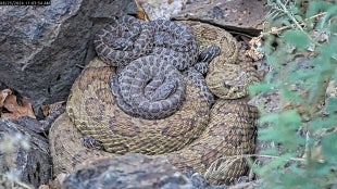A female rattlesnake named Thea rests with newborn pups in a Colorado mega-den.