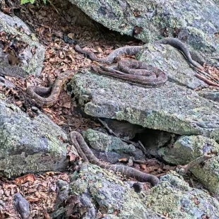Timber rattlesnakes bask on a cluster of rocks