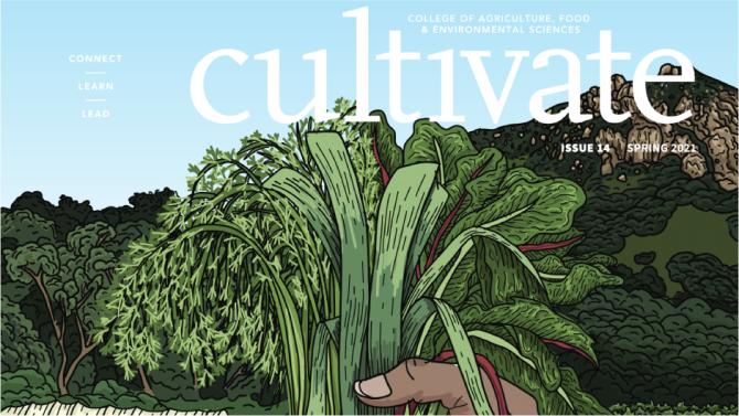 The Cultivate Magazine cover uses a dominant amount of brand colors and features a unique illustration depicting the agriculture of our campus and its beautiful location. 