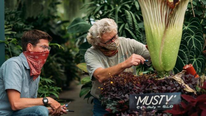 Two professors observe Cal Poly's first blooming corpse flower
