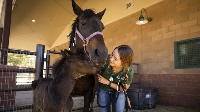 A Cal Poly student bonds with her horse and new foal at the Equine Center