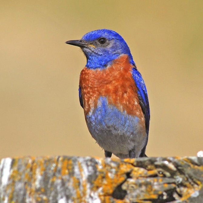 A Western bluebird photographed in the wild