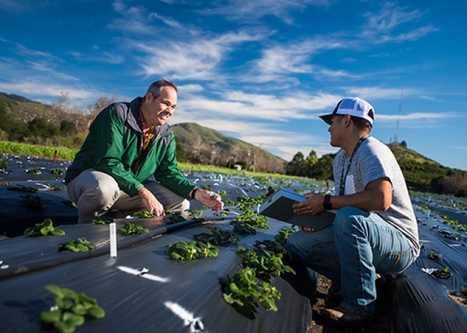 Two men seated in a strawberry field