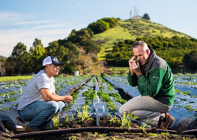 Two men out in a strawberry field with one examing a plant part using a magnifier