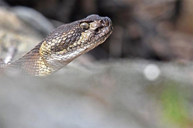 An inquisitive Western Rattlesnake in California’s Carrizo Plain