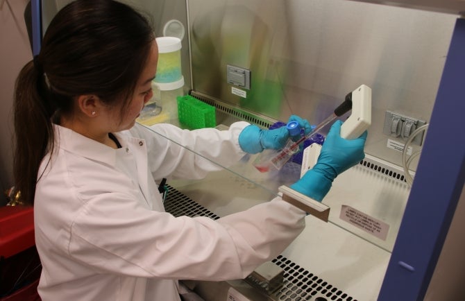 Biomedical engineering senior Erica Duffy replenishes human muscle stem cells with fresh growth media in the Cell Therapy Lab