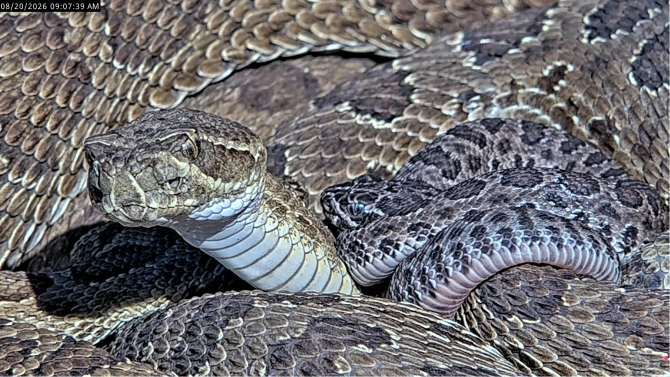 A Colorado Prairie rattlesnake