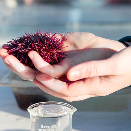 A close-up of a hand holding a sea urchin.