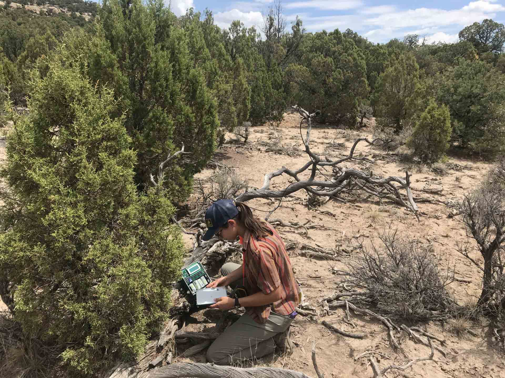 A student researcher uses monitoring equipment as part of a study on how manmade light and noise affects birds in the wild