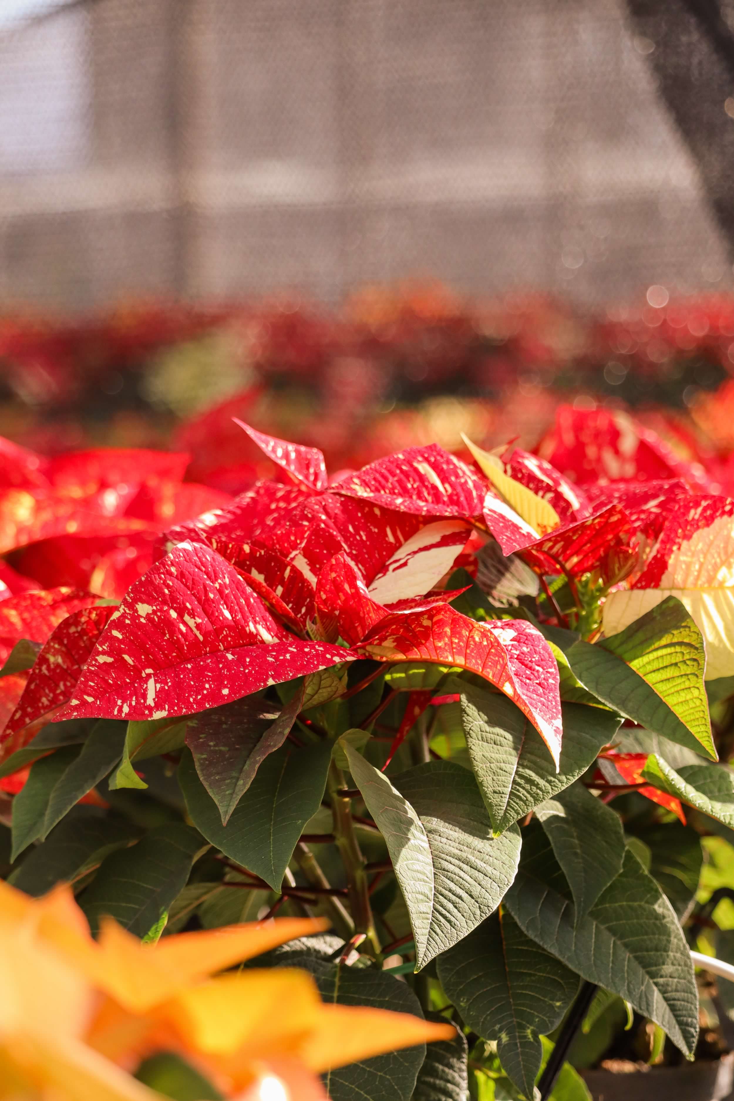 The student-grown poinsettia crop offers a myriad of colors