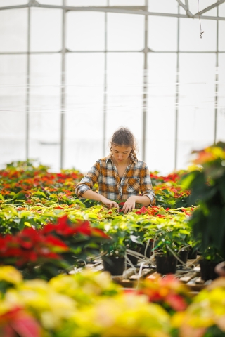 Cal Poly student tending poinsettias in hothouse