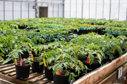 Over 75 different types of tomato plants will be available at Cal Poly’s annual Tomato Spectacular plant sale