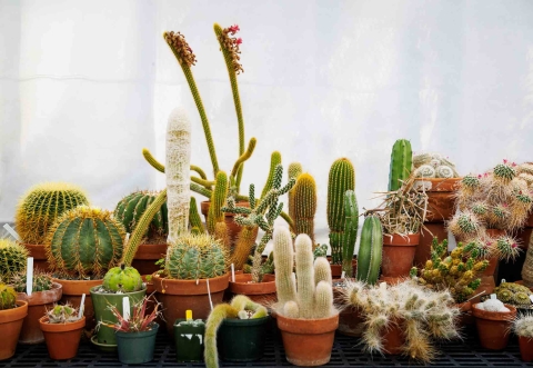 A display of potted cactus plants in the desert climate greenhouse