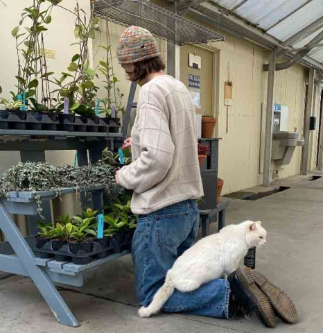 Tom, a 20-year-old white-haired cat lies on the calves of a kneeling plant store worker