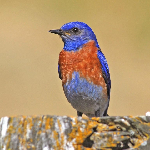 A Western bluebird photographed in the wild