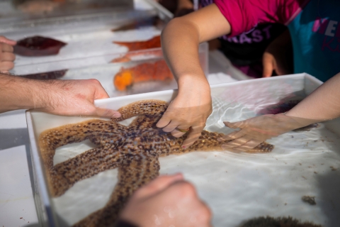 Children examine a sea star in a touch tank at the 2019 Cal Poly Pier Open House