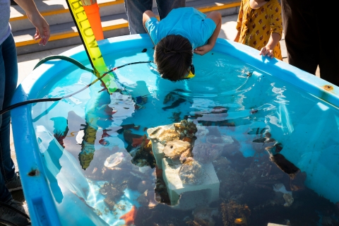 A child wearing a dive mask examines sea creates in a tank at the 2019 Cal Poly Pier Open House