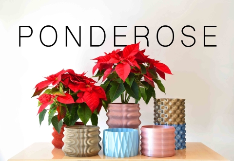 A display of poinsettia plants in six student-designed pots