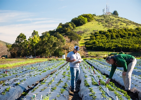 Two men out in a strawberry field plant development