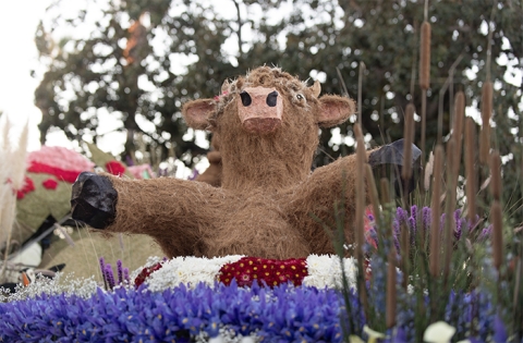 The highland cow on Cal Poly Universities 2025 Rose Float entry Nessies Lakeside Laughs