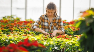 A student working in the poinsettia hothouse on campus