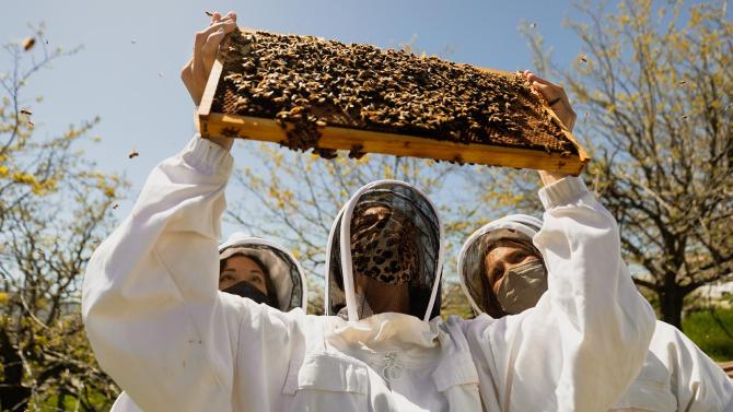 Students hold up and look at a tray from a beehive that is filled with live bees. 