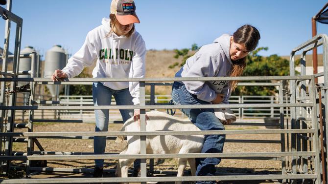 Students administer vitamin booster shots to campus goats