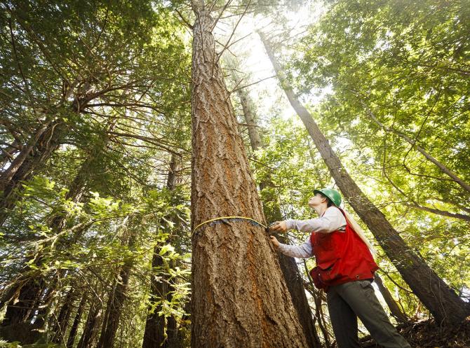 Cal Poly students measures a coast redwood